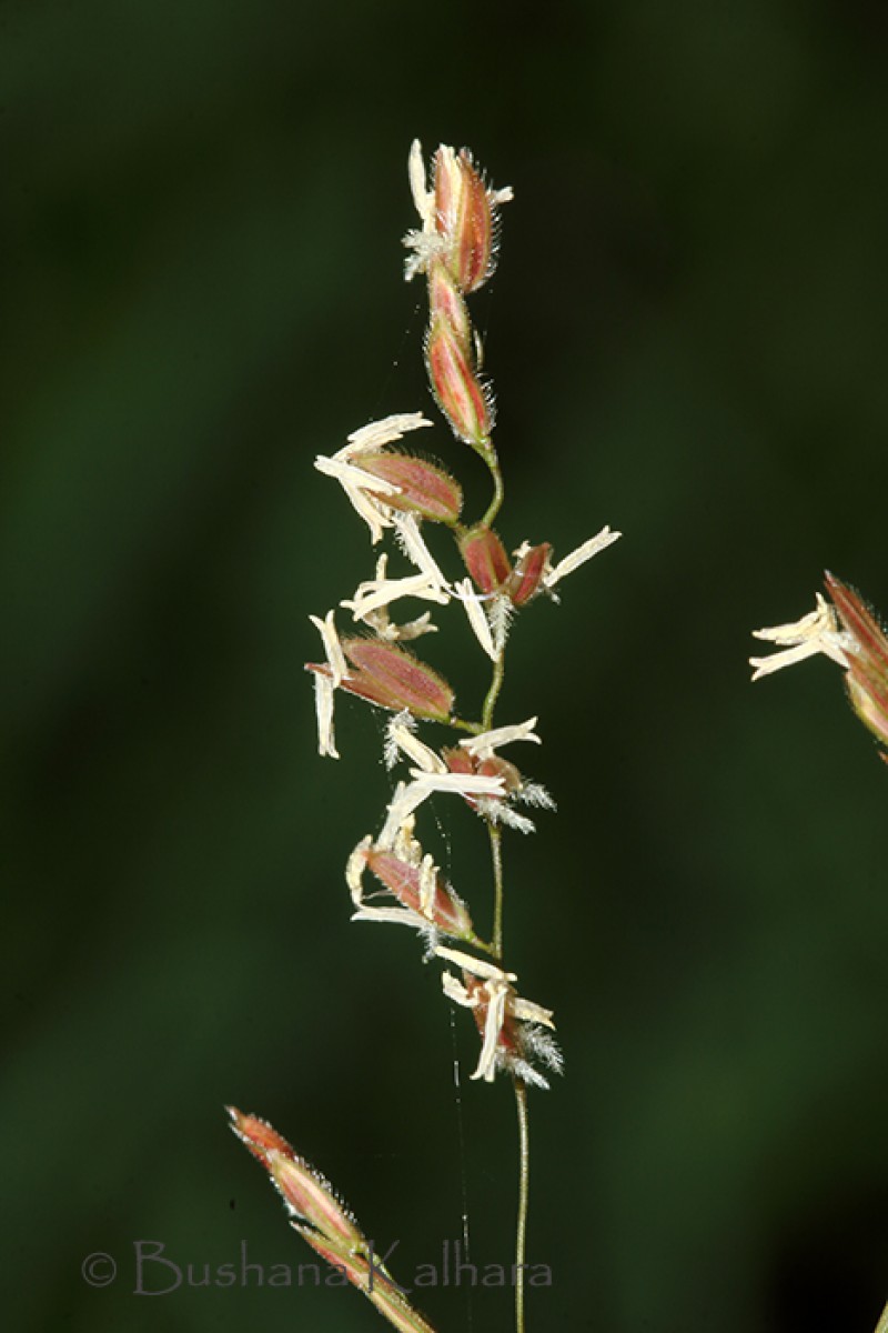 Leersia hexandra Sw.